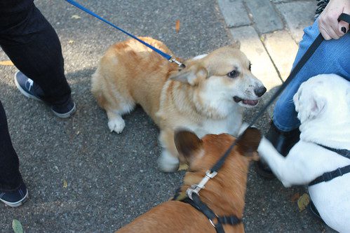 Halloween Dog Parade