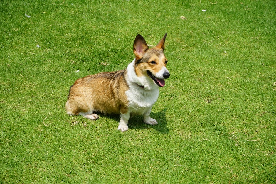 Photograph of an Adult Brown and White Corgi