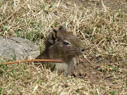 Quiz - Wild Guinea Pig