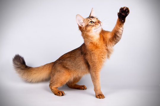 Somali cat on colored backgrounds