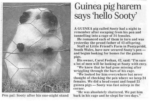 Sooty the guinea pig