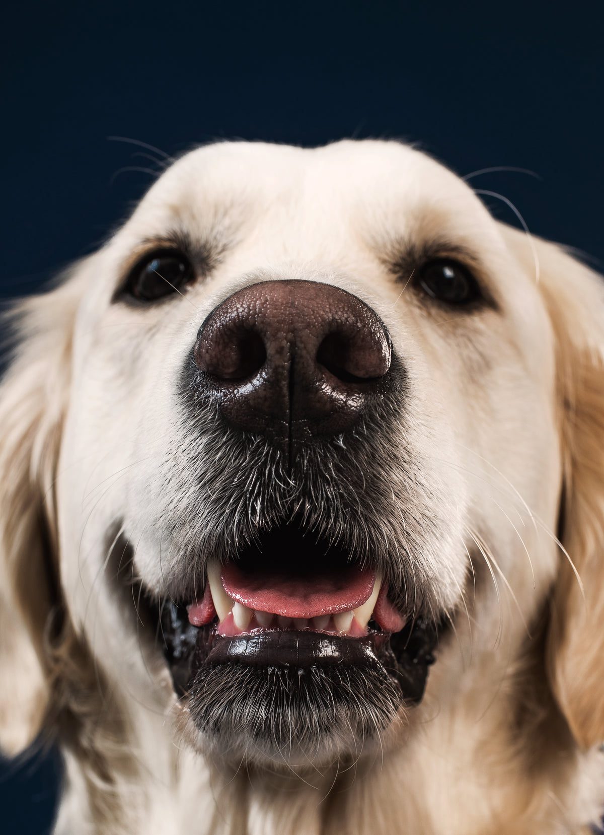 a smiling big teddy-bear-like dog