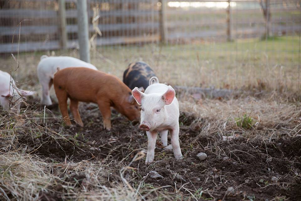 baby pig wanders from the group