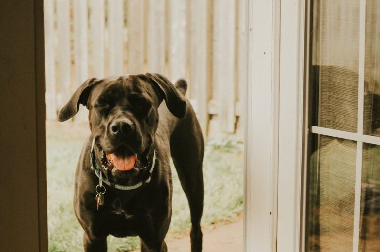 black dog panting in doorway