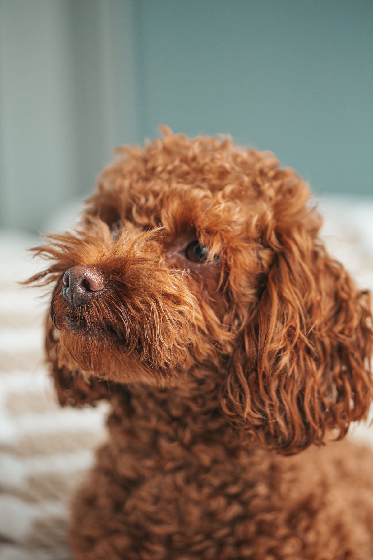 brown puppy portrait looking left