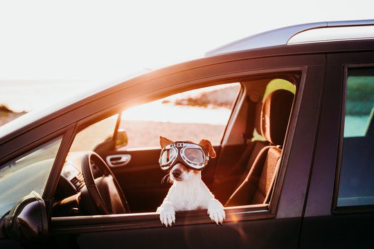 cute dog traveling in a car wearing vintage goggles at sunset