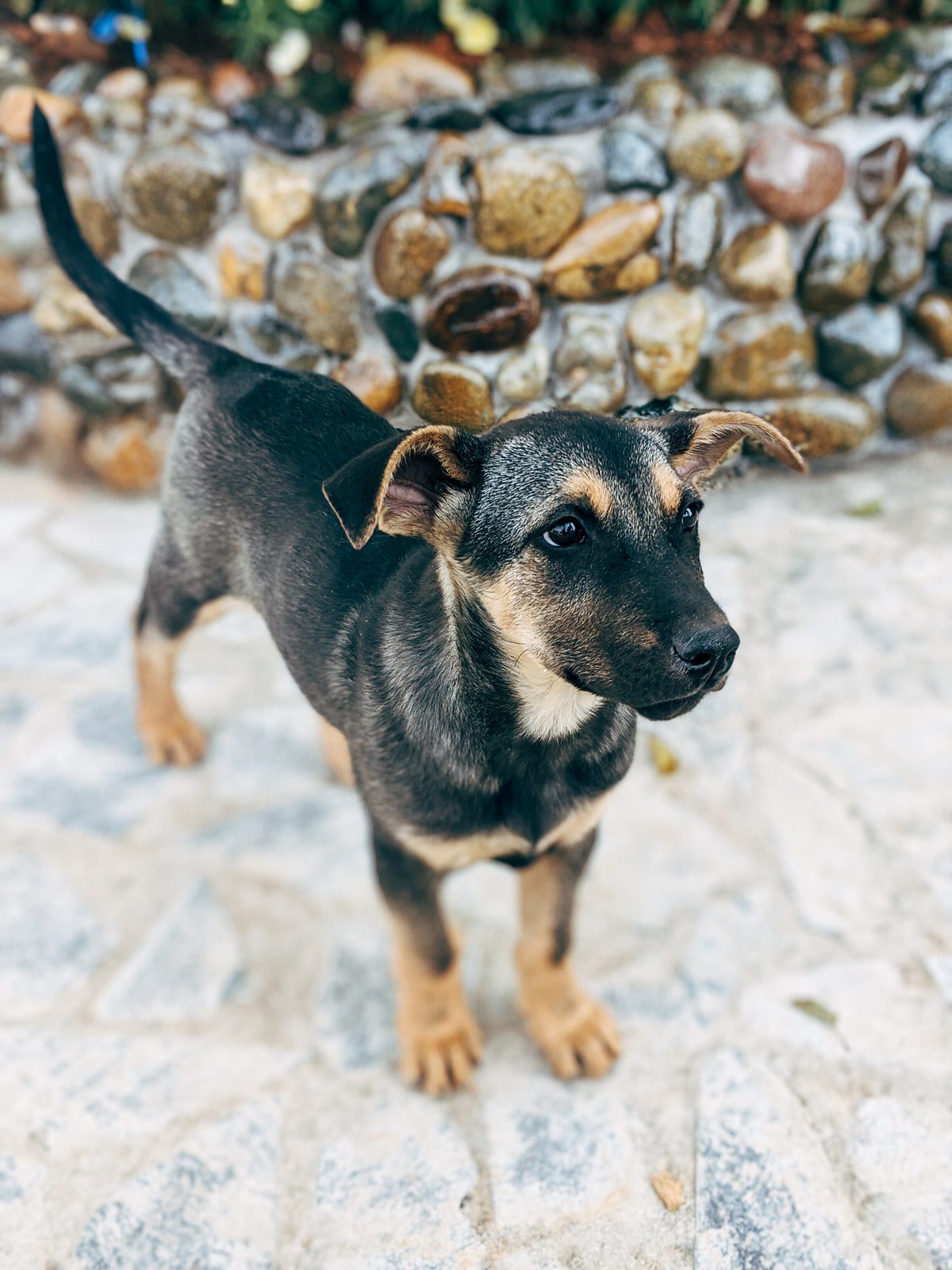 dark brown puppy waiting for treat