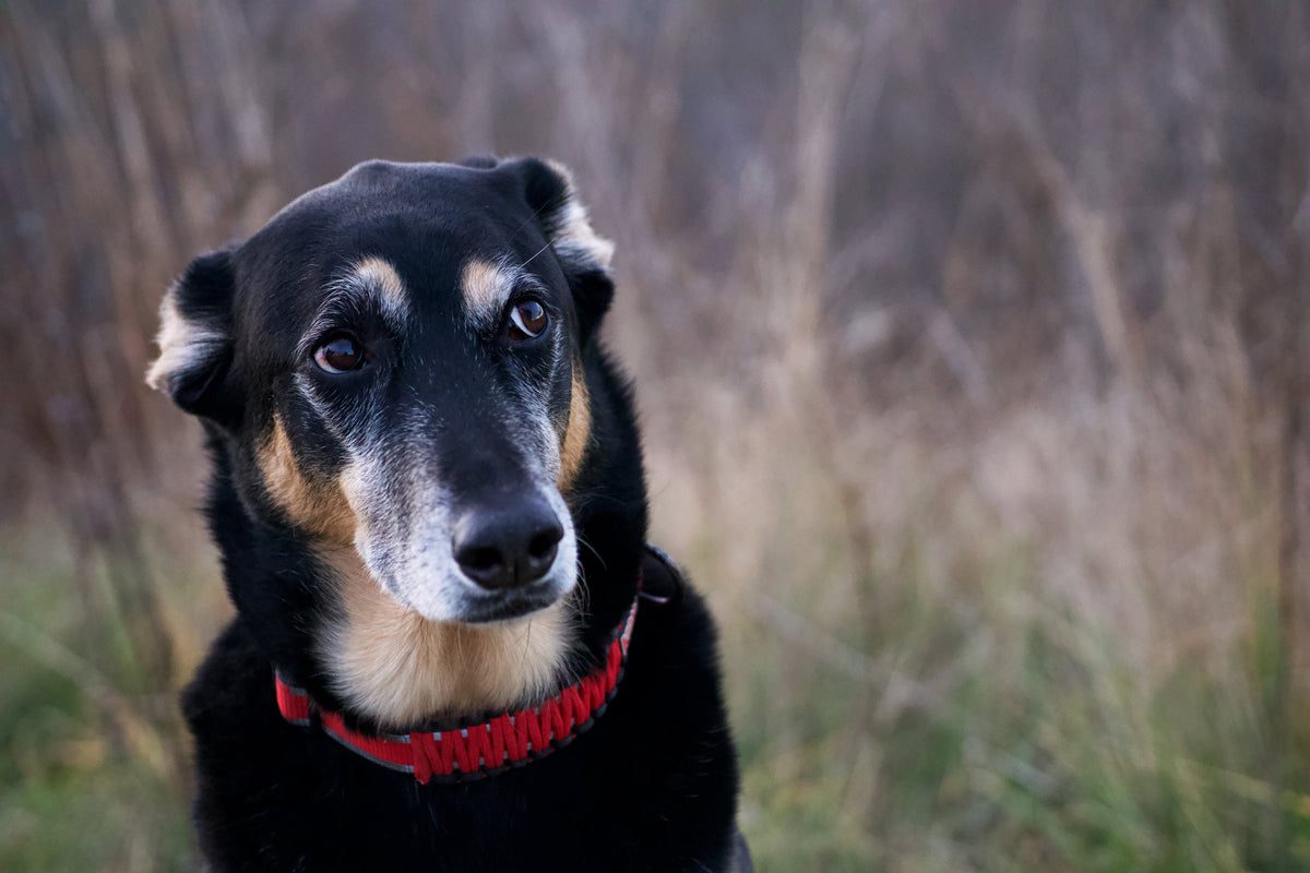 worried pup looks off camera