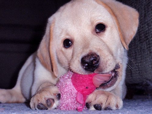 12 week old Lab