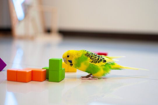 A Budgerigar playing with toy blocks. Melopsittacus undulatus.