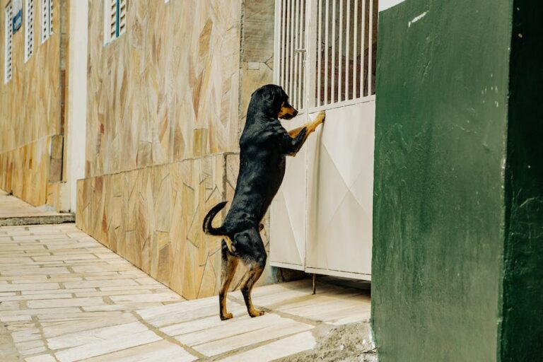 Black and Tan Short Coat Medium Sized Dog Standing on Brown Wooden Floor