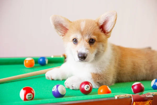 Corgi Puppy Table Playing Billiards  Stock Photo, Image