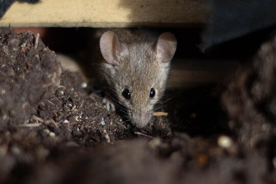 Cute looking mouse searching for food in a planter