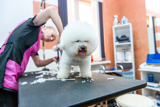 Grooming dogs Bichon Frise in a professional hairdresser