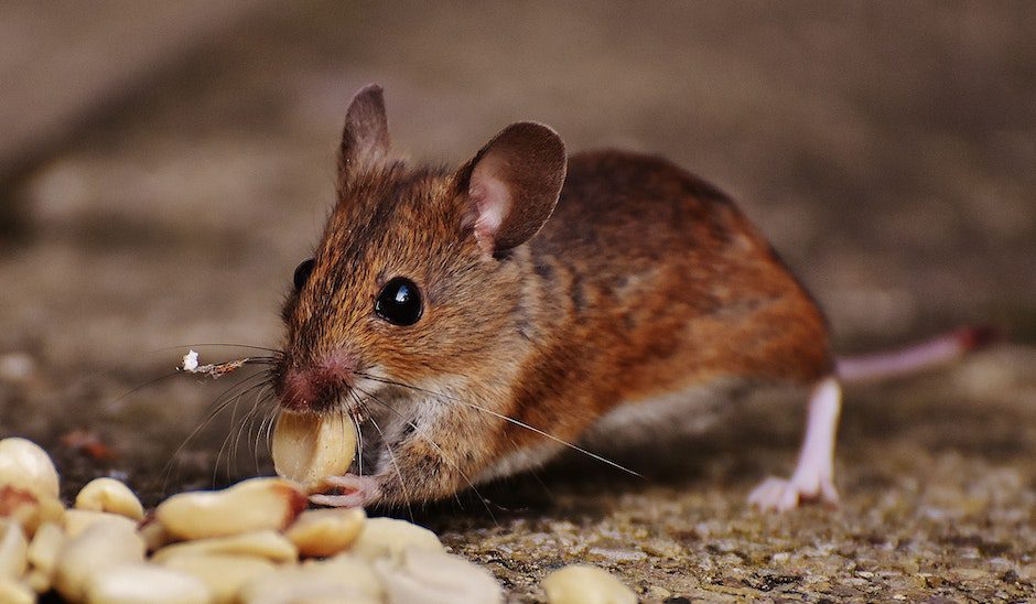 Macro Photo of Brown Rat