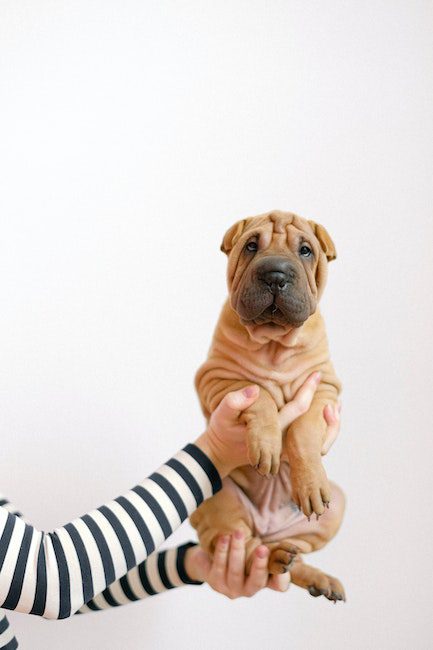 Person in Black and White Striped Long Sleeve Shirt Holding A Brown Short Coated Dog