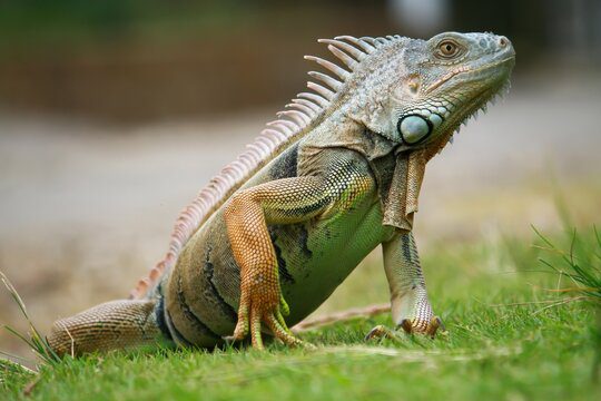 Red iguana on the grass