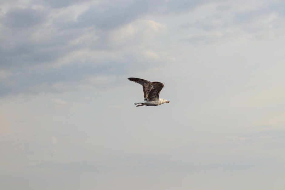 White and Black Bird Flying Under White Clouds