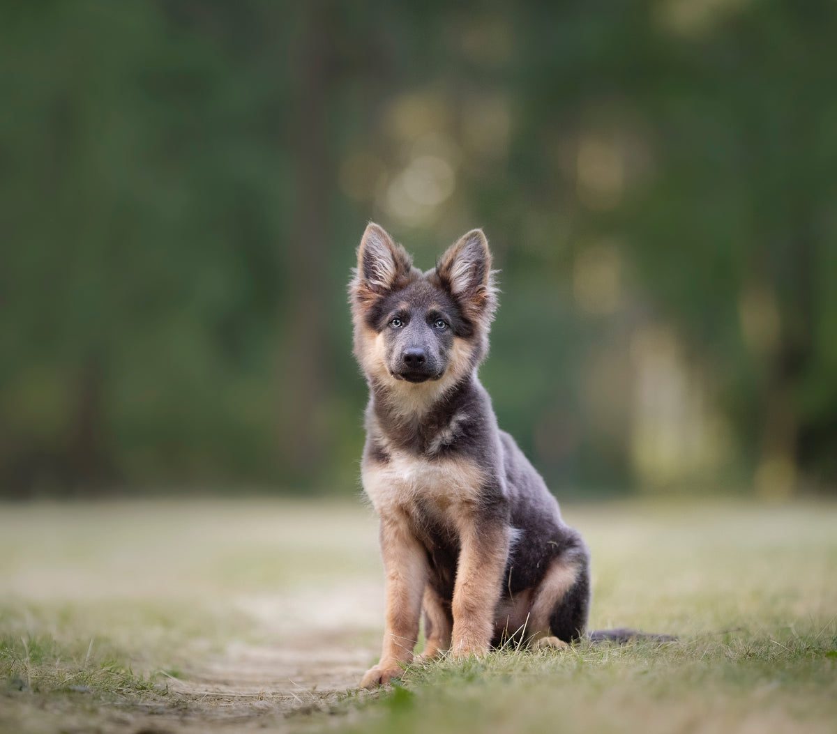 dog sits on green grass and looks at the camera