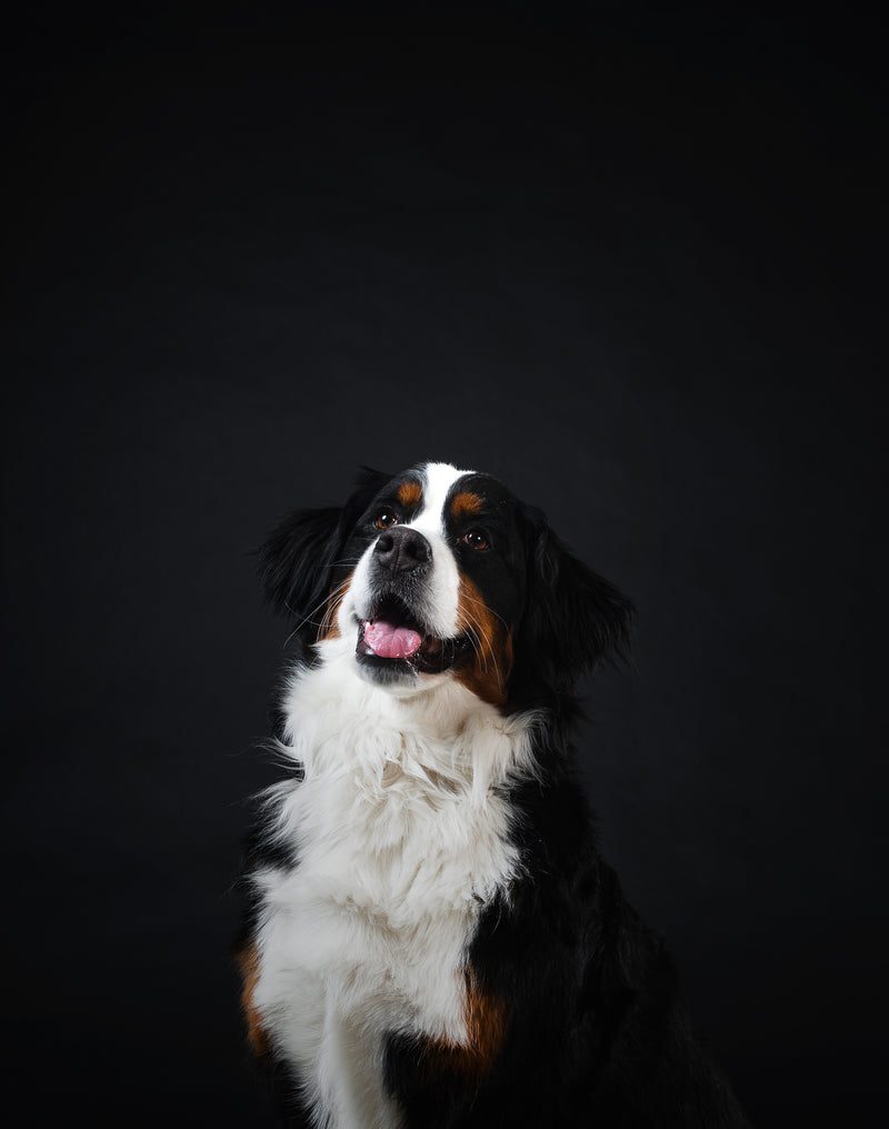 young dog looking up excitedly awaiting a treat