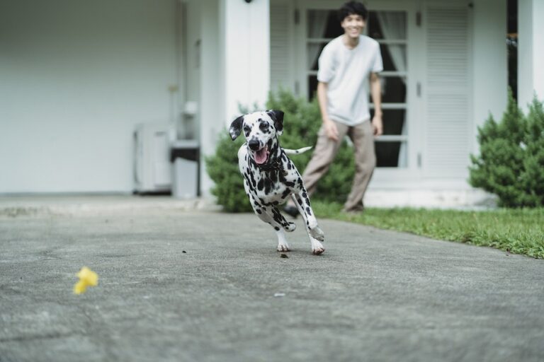 A Dog Running Towards a Toy