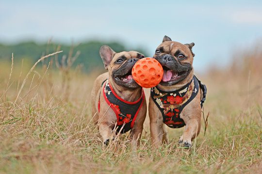 Action shot of two brown French Bulldog dogs with matching clothes running towards camera while hold