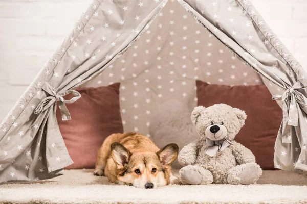 Adorable Welsh Corgi Dog Lying Wigwam Teddy Bear Stock Photo