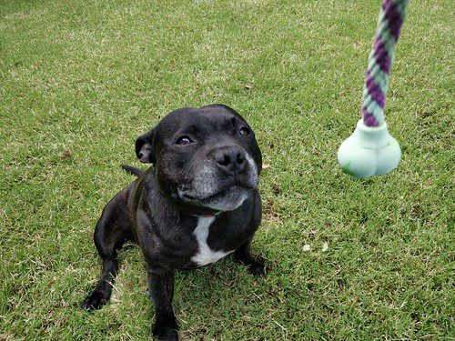 Black doggy with the doggy toy