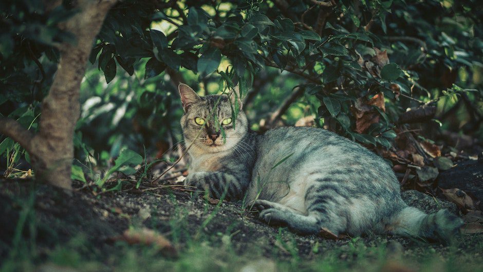 Close-Up Photo of Cat Lying On Dirt