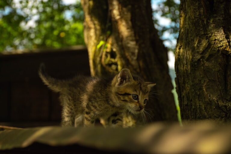 Close-Up Shot of an Adorable Kitten