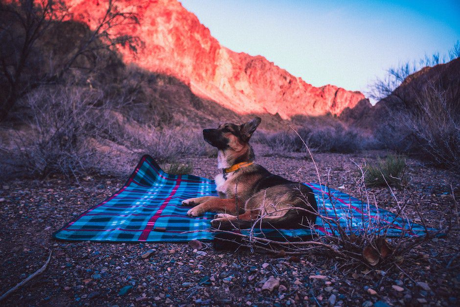 German Shepherd Lying on Blue Blanket