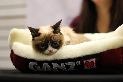 Grumpy Cat at Toy Fair 2014 with Ganz products