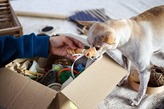 Kids hand put bone in Pet Subscription Box for Dogs. Chihuahua dog and Subscription pet box with Org