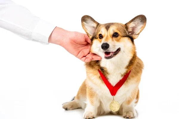 Partial View Man Touching Corgi Golden Medal Isolated White Background  Stock Photo, Image