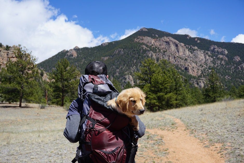 Person Carrying Yellow Labrador Retriever Puppy Inside Bag While Walked on Pathway in Front of Mount