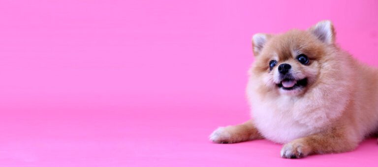 Pomeranian dog with pink backdrop and copy space.