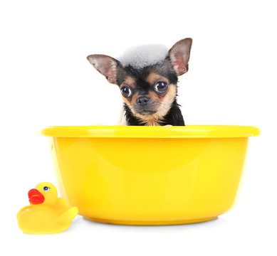 Puppy in bath isolated on white