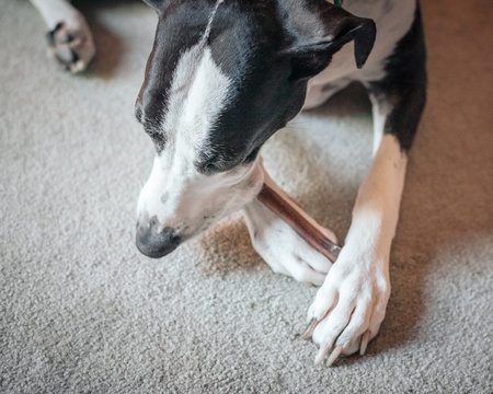 Top down view of Great Dane chewing on a bully stick.