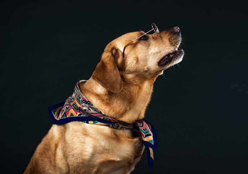 a bespectacled golden retriever