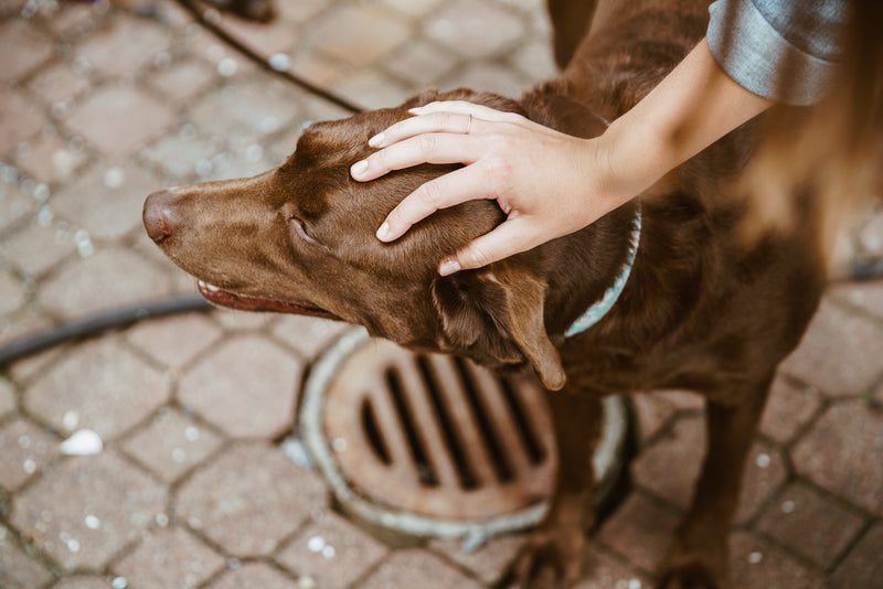 brown lab dog