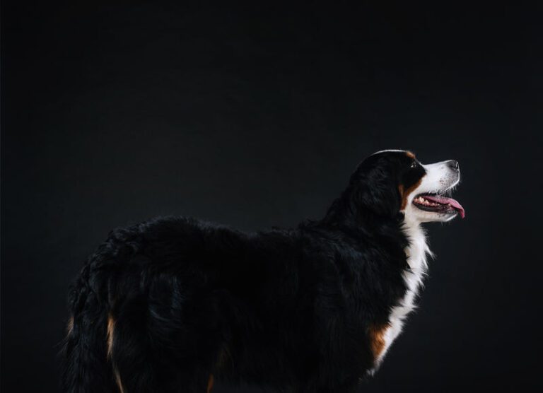 side profile of young dog looking forward