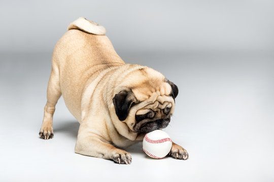 studio shot of pug dog playing with ball, isolated on grey