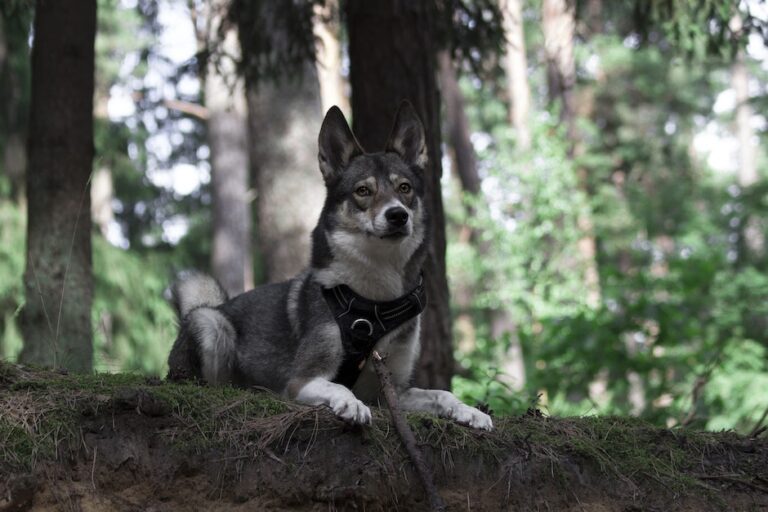 A Dog Lying on the Ground