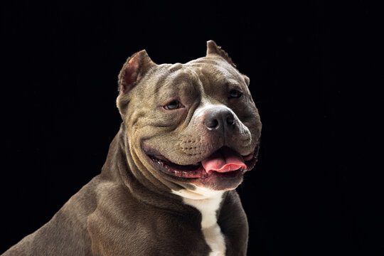 Close-up chocolate color purebred dog, staffordshire terrier looking at camera isolated over black s