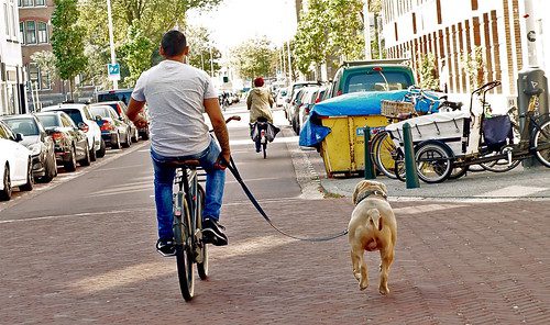 American bully op weg naar huis