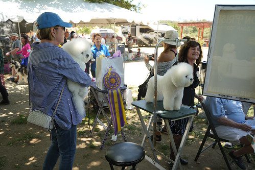 Bichon Frise Club of San Diego Summer Specialty Show June 2022 Bates Nut Farm