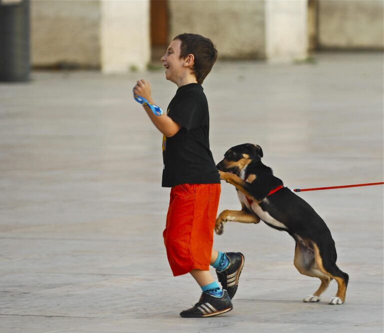 a boy in a black shirt and a dog - File:A dog playing with a children (9982158234).jpg