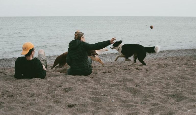 a dog and a dog playing with a ball in the sand - two people sit on a beach throwing a ball for two