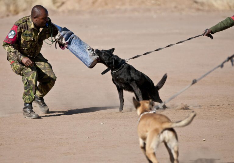 a dog is playing with a person in the background - File:U.S. veterinarian share K-9 care techniques