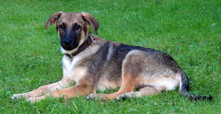 a dog laying on the ground - Young mixed-breed dog (aka)